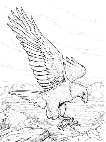 North American Bald Eagle Coloring Page